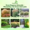 Outsidepride New Hybrids Miscanthus Sinensis Seeds - 250 Pcs. Perennial,