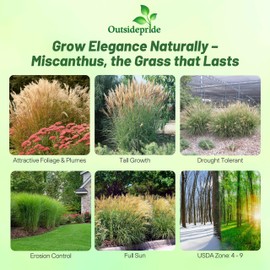 Outsidepride New Hybrids Miscanthus Sinensis Seeds - 250 Pcs. Perennial, Drought & Heat-Resistant, Chinese Silver Ornamental Grass, Tall Growth, Low Maintenance for Landscaping & Privacy Screens