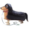 walk puppy miniature dachshund