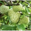 Tree Sugar Apple 5”-9” Live Plant Seedling Tree-Asian Plant Collection