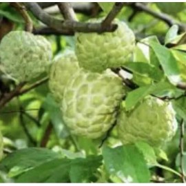 Tree Sugar Apple 5”-9” Live Plant Seedling Tree-Asian Plant Collection / mãng Cầu Na