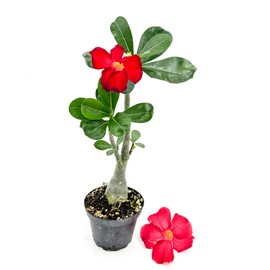 ragnaroc Live Succulents – Adenium Obesum Desert Rose 6-10” tall in 4” pot - 2ct - Color when flowering may be Pink or Red, Bonsai Caudex - Live Arrival Guaranteed - House Plants for Home Decor & Gift