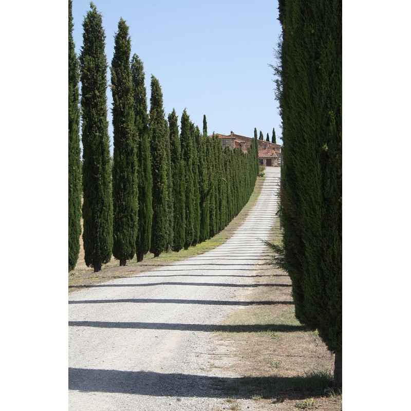 Italian Cypress | Small Tree Seedling | The Jonsteen Company