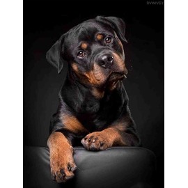 DVWIVGY DIY 5D Rottweiler Dog Diamond Painting Kits for Adults Full Round Drill Dog Diamond Art Painting Gem Art Craft for Home Wall Decor Gift 12 x 16 inch