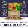 Nasturtium Seeds – Mixed Colors – Extra Large Packet –
