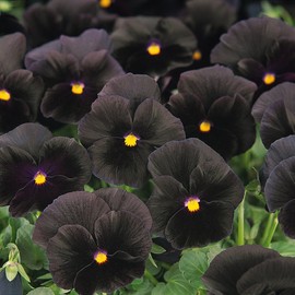 Outsidepride Black Pansy Flower Seed - 2000 Seeds