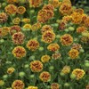 Outsidepride Gaillardia Pulchella Bicolor - 1000 Seeds