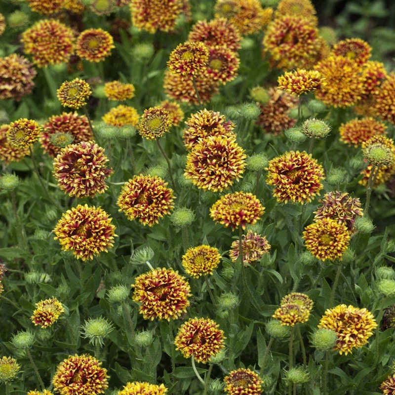 Outsidepride Gaillardia Pulchella Bicolor - 1000 Seeds