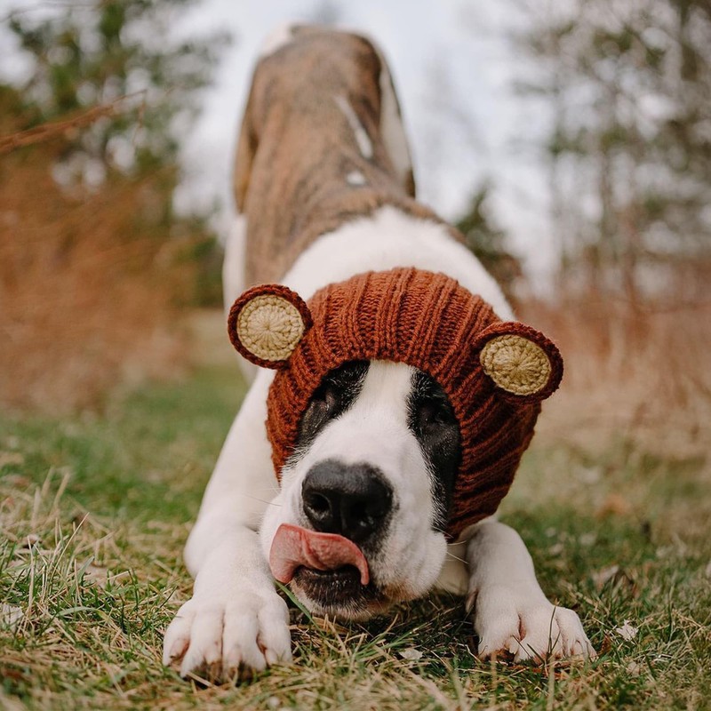 Zoo Snoods Grizzly Bear Costume - Warm Knit Dog Snood
