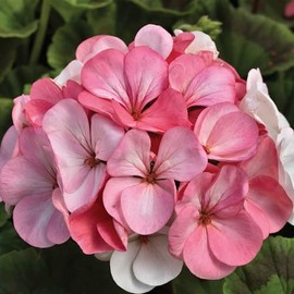 Eden Brothers Geranium Seeds - Pinto Premium White to Rose