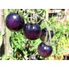 Purple Blue Indigo Rose Tomato 20+ Seeds for Planting Exotic