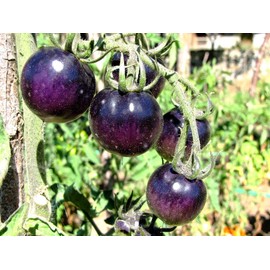 Purple Blue Indigo Rose Tomato 20+ Seeds for Planting Exotic Vegetable Garden
