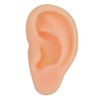 Professional Simulated Ear Model Acupuncture Practice Massage Teaching ToolLeft