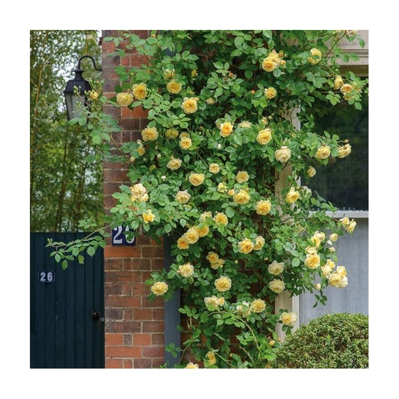 200+ Mix Climbing Rose Seeds for Planting Outdoors Ornamental Climbing