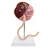 Benilev Placenta Umbilical Cord Anatomical Model, Life Size Umbilical Cord