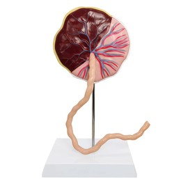 Benilev Placenta Umbilical Cord Anatomical Model, Life Size Umbilical Cord Placenta Model with Veins Arterial Embryo Tissue Structure for Obstetrics and Gynecology Teaching Tool with Base