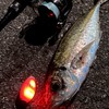 Fuji Lamps ZEXUS Brighton Suspend M-SPG (Green), Made in Japan