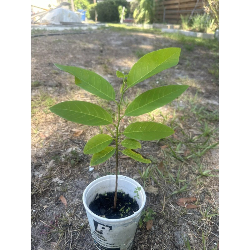 Tree 1 Sugar Apple Na Dai( Mãng Cầu Dai) 5"-7”