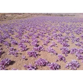 Nipra Pure Spanish Saffron Coupe 2gram ISO 3632-1-2