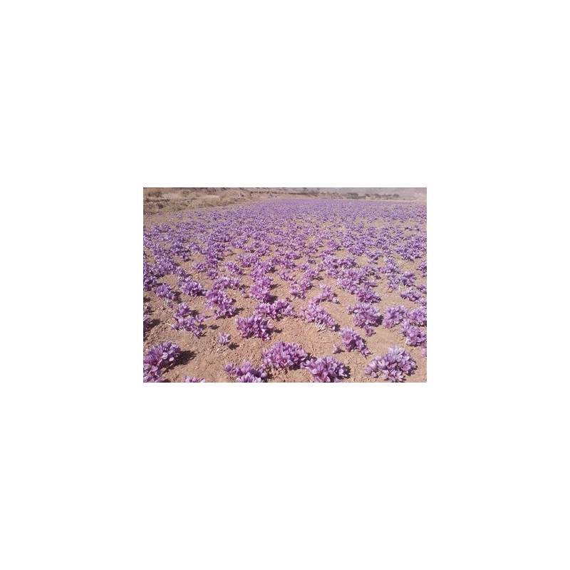 Nipra Pure Spanish Saffron Coupe 2gram ISO 3632-1-2