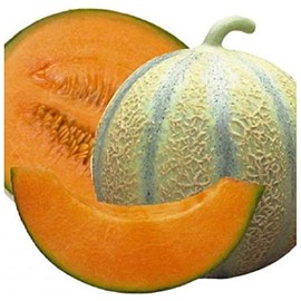 PREMIER SEEDS DIRECT - Melon Seeds - Cantaloupe DI CHARENTAIS - 100 Finest Seeds