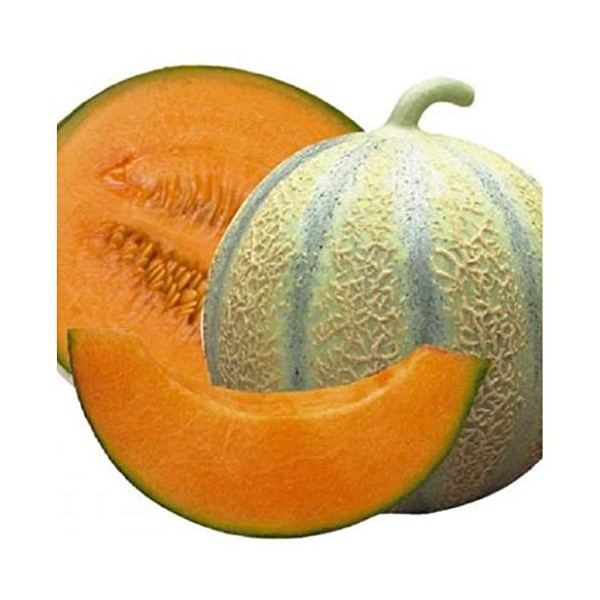 PREMIER SEEDS DIRECT - Melon - Cantaloupe DI CHARENTAIS - 175 Finest Seeds