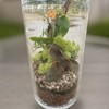 Quality Growers - Preserved Reindeer Moss - Moss for Crafts,