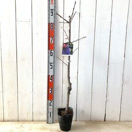 Prune Seedling Baylor, 5.3 inches (13.5 cm) Pot Seedling, Prune Seedling