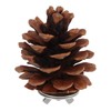 10pcs Bird Bite Pine Cones with Fixing Nuts, Pine Cone