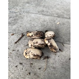 Unbranded 500 Seeds Organic Mucuna Beans Mucuna  Pruriens