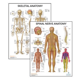 Anatomy Lab Skeletal and Spinal Nerves Anatomy Poster Set - 2 PACK LAMINATED 17.3 x 22.5 Inches, Skeletal System Diagram, Human Anatomical Chart