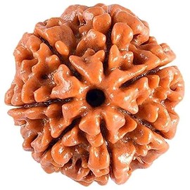 EDMIRIA 7 Mukhi Nepali Rudraksha Beads Seven Faced Certified Natural Himalayan Rudrakhsha Beads for Healing, Pooja, Meditation, Prayer, Saat Mukhi Japa Mala