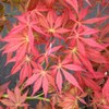 Oshu Shidare Japanese Maple 3 - Year Live Plant