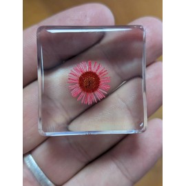 Red Chrysanthemum Flower , Preserved In Resin, Plant Taxidermy