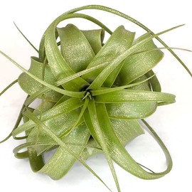 XL Xerographica Colored Air Plant, Live Tillandsia House Plant, Easy Care Indoor Outdoor, Great Gift, Healthy Arrival Guaranteed (Sparkle)