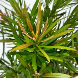 Blooming & Beautiful - Mood Ring Podocarpus - 3 gal - Southern Living - Evergreen Shrub - Pink to Green Foliage - Zones 7-10 - Podocarpus macrophyllus 'Sosa' PP28583-3 Gallon Pot