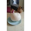 Unbranded GIANT PUFFBALL MUSHROOM GROWING KIT. OVER 1 BILLION SPORES