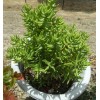 Tetragona Crassula Tetragona Mini Pine Tree Succulent 5-6" cuttings freshly