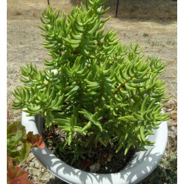 Tetragona Crassula Tetragona Mini Pine Tree Succulent 5-6" cuttings freshly cut  Lot of 5