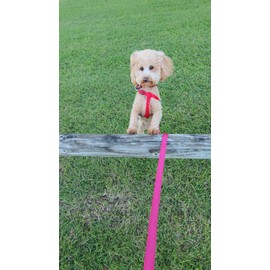 Flamingo Ziggi Collar for Dogs XXS 15-25 cm 10 mm Continuously Adjustable with Strain Relief Pink