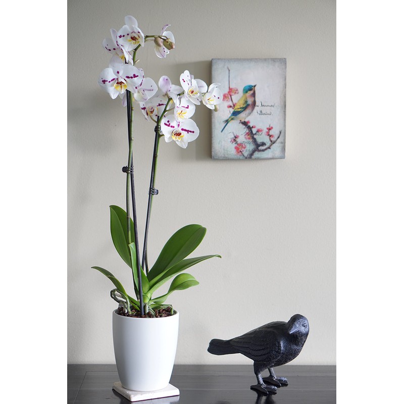 NACH Cast Iron Crow Statue, Head to Side Raven, Large