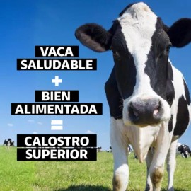 Beyond Vitamins | Calostro Bovino Grass Fed De Libre Pastoreo 1000 Mg, Bovine Colostrum Calidad Certificada (60 Cápsulas)