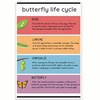 Printlabz Butterfly Life Cycle Classroom Poster - Butterfly Growth Poster
