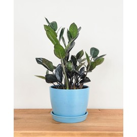PlantVine Meseta Planter 6.5-inch, Periwinkle, Indoor/Outdoor
