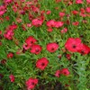 Outsidepride Flax Scarlet - 5000 Seeds