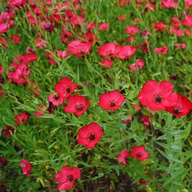 Outsidepride Flax Scarlet - 5000 Seeds