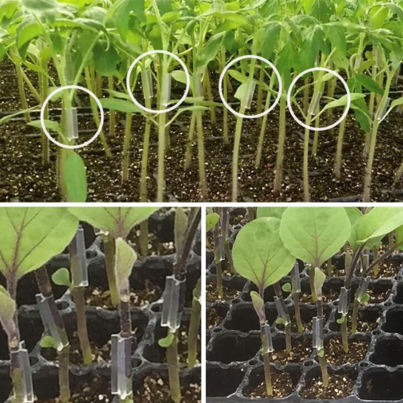 RIRAI Grafting Clips, Each Size, 30 Pieces (Total 90 Pieces),