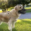 Dog Muzzle for Medium Dogs, Dog Muzzle Medium Breed, Soft