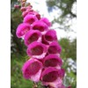 22Day Seeds: Seeds Mullein Foxglove/Spanish Digitalis thapsi/Annual Flowers