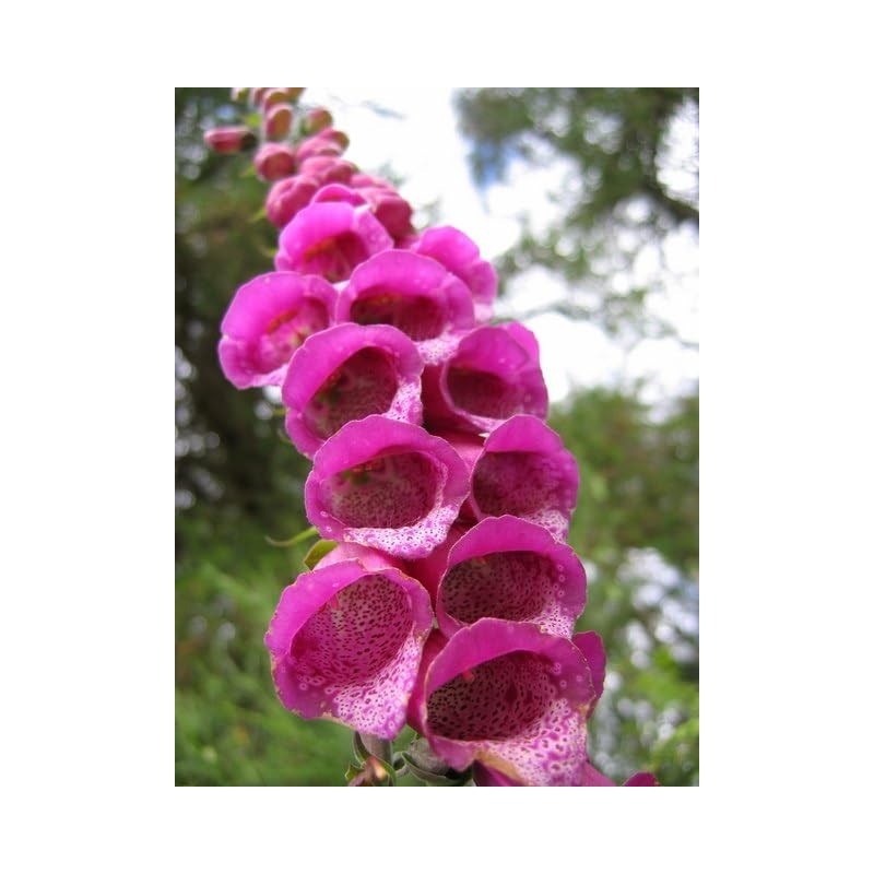 22Day Seeds: Seeds Mullein Foxglove/Spanish Digitalis thapsi/Annual Flowers